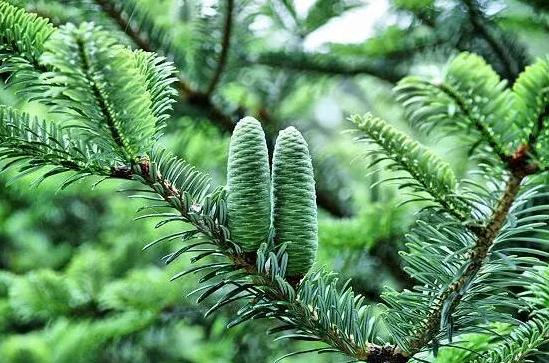 國家重點(diǎn)保護(hù)野生植物名錄